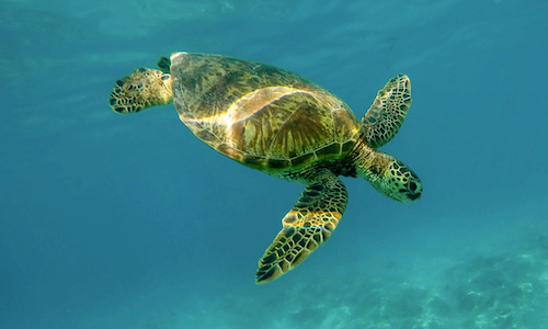Tortue Guadeloupe